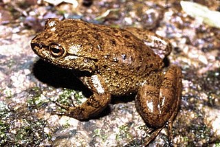 <i>Megaelosia</i> genus of amphibians