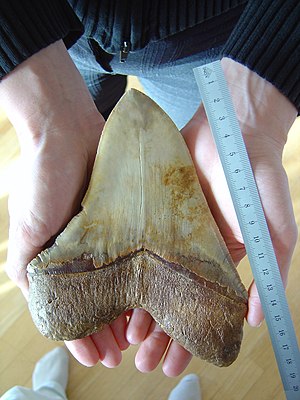 Зуб мегалодона (Otodus megalodon)