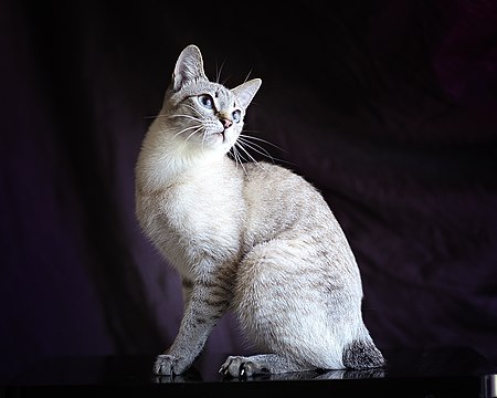 Mekong Bobtail