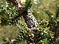 Melaleuca densa fruit