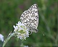 ‎Melanargia russiae