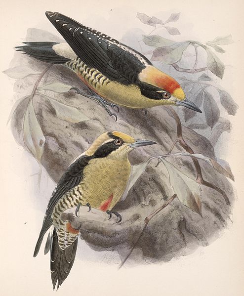 File:Melanerpes chrysauchen 1902.jpg