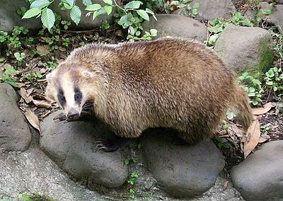 Japanese badger