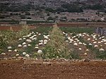 Anbau von Melonen in der Region Mellieħa