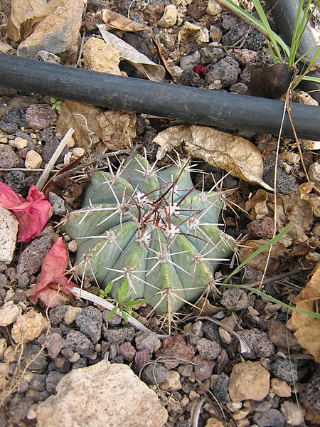 Melocactus azureus