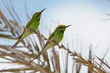 Merops viridissimus cleopatra at Fayoum, Egypt 1.jpg