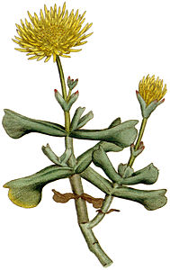 Plate 32 Mesembryanthemum dolabriforme