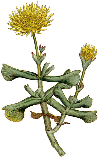 File:Mesembryanthemum dolabriforme 1787.jpg