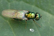 Microchrysa.polita.female.jpg