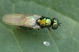 <i>Microchrysa polita</i> Species of fly