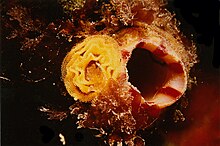 سیفون استنشاقی Microcosmos sabatieri. ویژگی زرد در سمت چپ کلاچ تخم های نرم تن است.