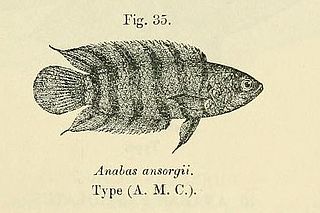 <i>Microctenopoma ansorgii</i> Species of fish