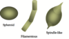 Three shapes of 3.5 billion year old fossil bacteria