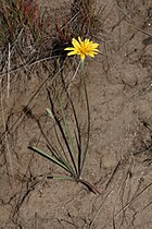 Microseris nutans