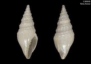 <i>Microvoluta dolichura</i> Species of gastropod