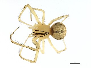 <i>Mimetus epeiroides</i> Species of spider