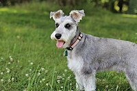 A Miniature Schnauzer kept as a pet with natural ears, freshly groomed (clipped) for hot weather