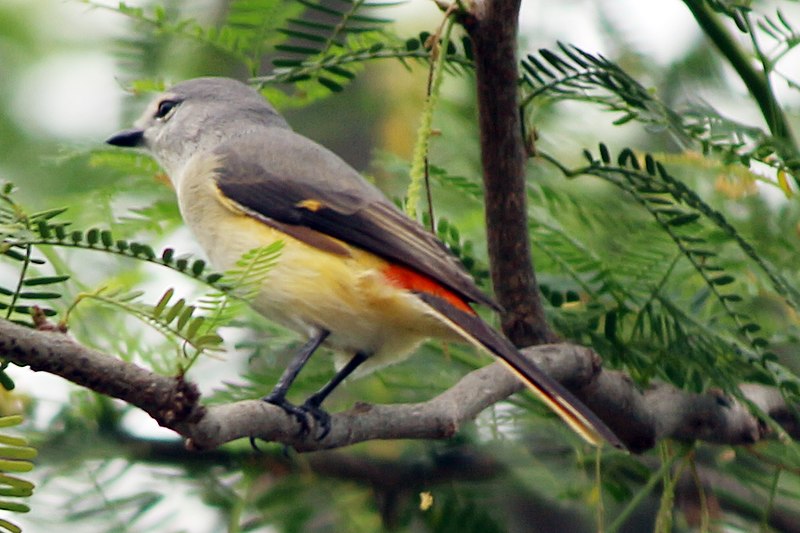 File:Minivet female.jpg