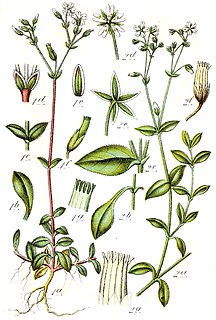 <i>Cerastium sylvaticum</i> Species of flowering plant