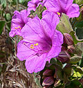 Thumbnail for Mirabilis multiflora