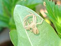 Misumena vatia