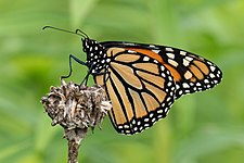 Monarch butterfly (Danaus plexippus)