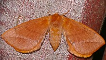 Monkey Moth (Stenoglene obtusus) (32358302504).jpg