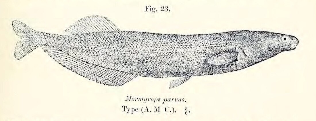 Mormyrops parvus