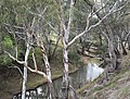 English: Billabong Creek at Morven, New South Wales