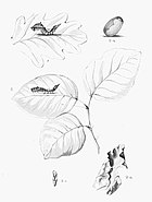 larva (figure 1) Moths of the British Isles Plate070.jpg