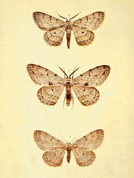 File:Moths of the British Isles Series2 Plate135.jpg