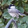 Thumbnail for File:Mountain chickadee (32631274348).jpg