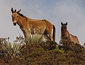 * Nomination Mule and Horse in Sierra Nevada, Loma Redonda, Merida, Venezuela --Wilfredor 15:48, 2 September 2012 (UTC) * Decline Too noisy, artifacts. --Kadellar 16:30, 9 September 2012 (UTC)