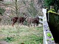 Mule deer (Odocoileus hemionus).