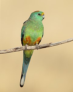 ♂ Psephotellus varius (Mulga parrot)