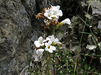 Flowers of subsp. infima