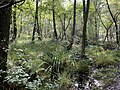 Erlenbruchwald im Sommer