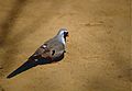 Namaqua Dove (Oena capensis) (9579453023).jpg