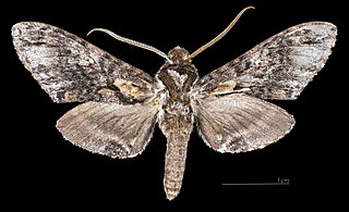 <i>Nannoparce</i> Genus of moths