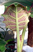 Naranjilla new leaf.jpg