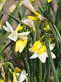 Narcissus 'Ice Baby', Narcyz 'Ice Baby', 2023-04-23