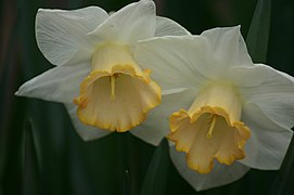 Narcissus, pétalos blancos y corona crema.