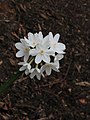 Narcissus papyraceus 'Paperwhite'. Een geurende witte narcis.