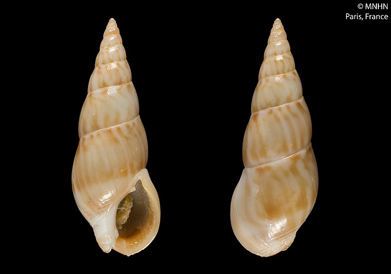 File:Nassarius poupini (MNHN-IM-2000-6674).jpeg