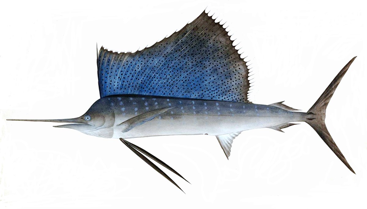 Sailfish - Wikipedia