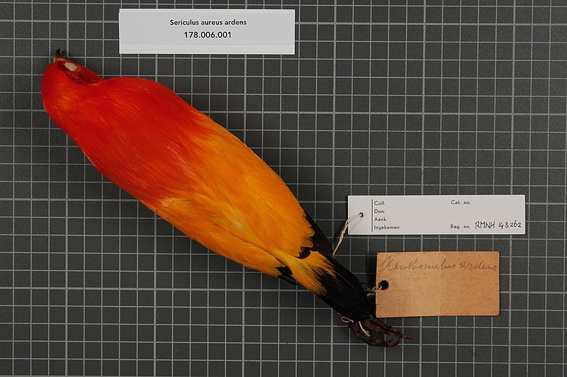 File:Naturalis Biodiversity Center - RMNH.AVES.143262 2 - Sericulus aureus ardens (D'Albertis & Salvadori, 1879) - Ptilonorhynchidae - bird skin specimen.jpeg