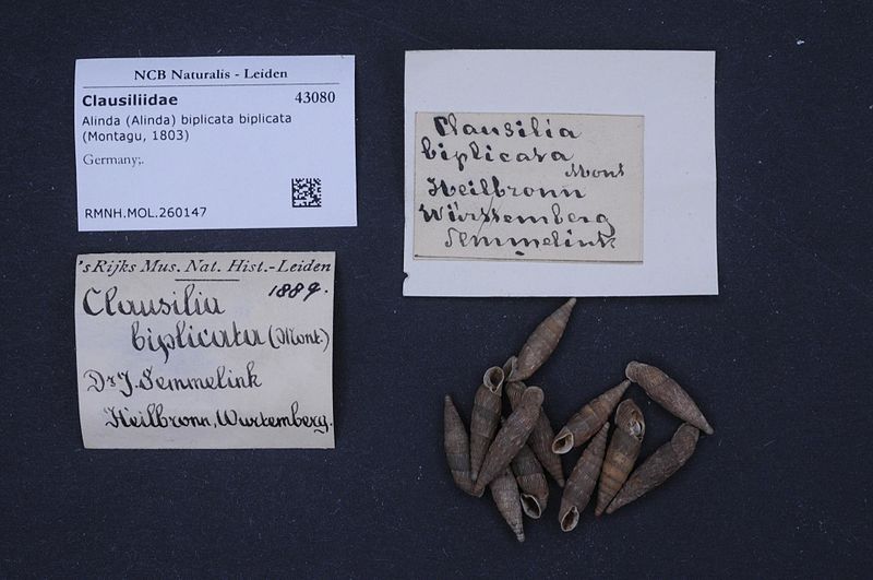 File:Naturalis Biodiversity Center - RMNH.MOL.260147 - Alinda (Alinda) biplicata biplicata (Montagu, 1803) - Clausiliidae - Mollusc shell.jpeg