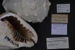 Miniatuur voor Bestand:Naturalis Biodiversity Center - ZMA.MOLL.162208 - Cassis madagascariensis Lamarck, 1822 - Cassidae - Mollusc shell.jpeg