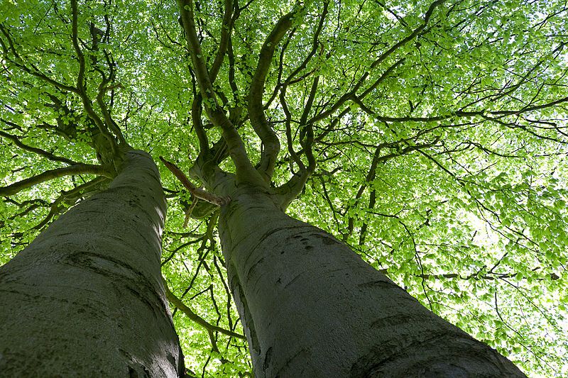 File:Nature reserve Wittmoor, Hamburg 21.jpg