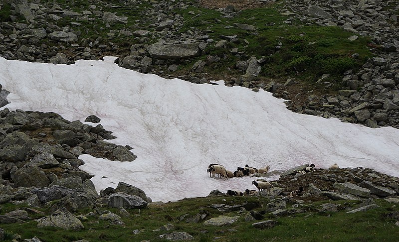 File:Naturschutzgebiet Inneres Pöllatal, Rennweg am Katschberg 29.jpg